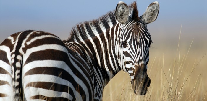 Zebra