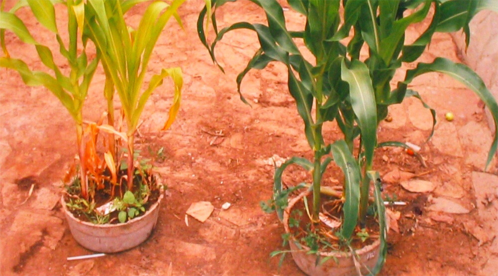 Early maize trial with urine