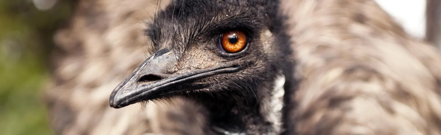 The Australian Army Once Went To War With Emus (And Lost)