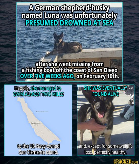 A German shepherd-husky named Luna was unfortunately PRESUMED DROWNED AT SEA after she went missing from a fishing boat off the coast of San Diego OVE
