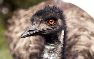 The Australian Army Once Went To War With Emus (And Lost)