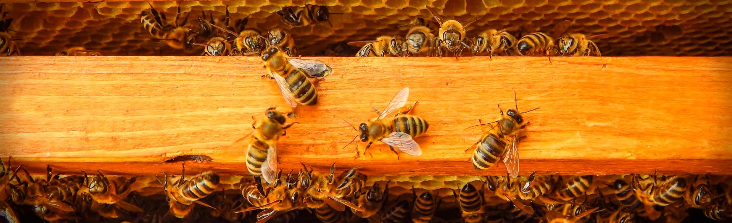 Beehives Are Now Black Market Gold In California