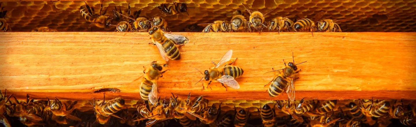  Beehives Are Now Black Market Gold In California