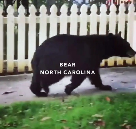 4 Stages Every Ad Went Through In 2020 - a bear in a 2020 Jeep ad about social distancing