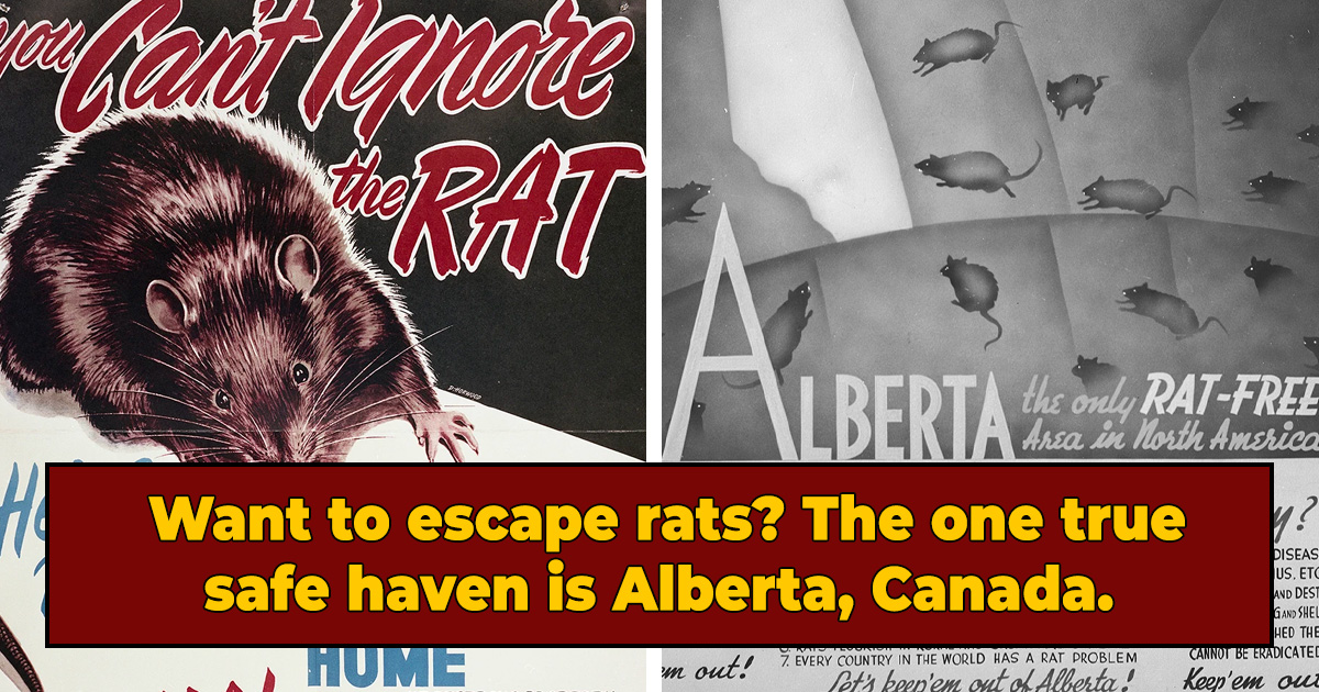 How Alberta, Canada Got Rid Of All Its Rats | Cracked.com