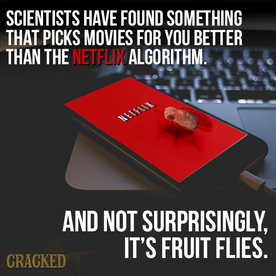 SCIENTISTS HAVE FOUND SOMETHING THAT PICKS MOVIES FOR YOU BETTER THAN THE NETFLIX ALGORITHM. NETFLI AND NOT SURPRISINGLY, IT'S FRUIT FLIES. CRACKED 