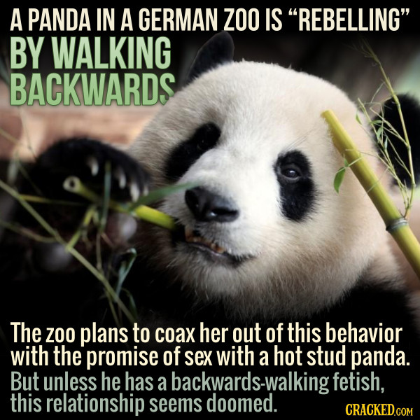 A PANDA IN A GERMAN ZoO IS REBELLING BY WALKING BACKWARDS The Zoo plans to coax her out of this behavior with the promise of sex with a hot stud pan