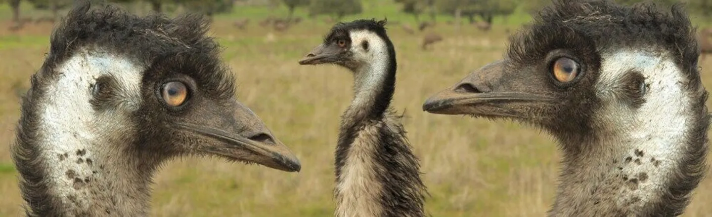 The Great Emu War: Australia's Most Embarrassing Defeat