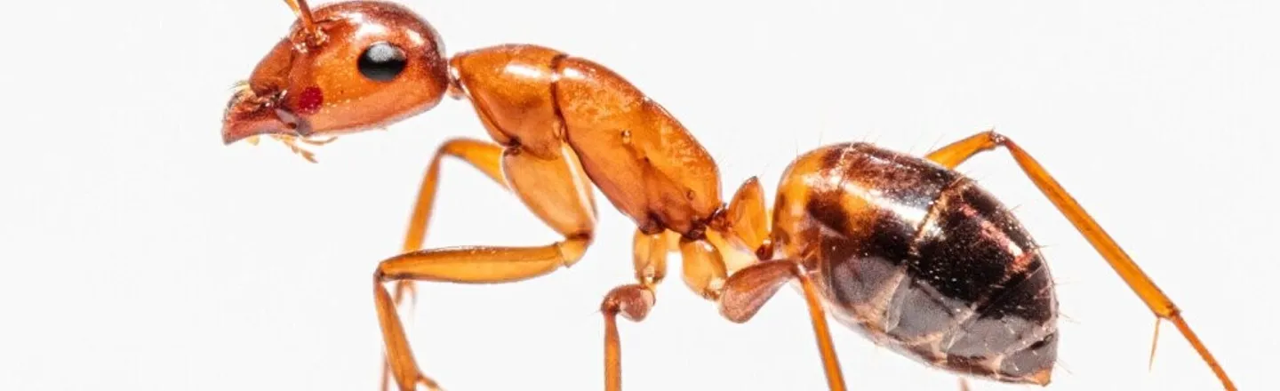 Millions Of Ants Fall Into A Nuclear Bunker And Form A Colony
