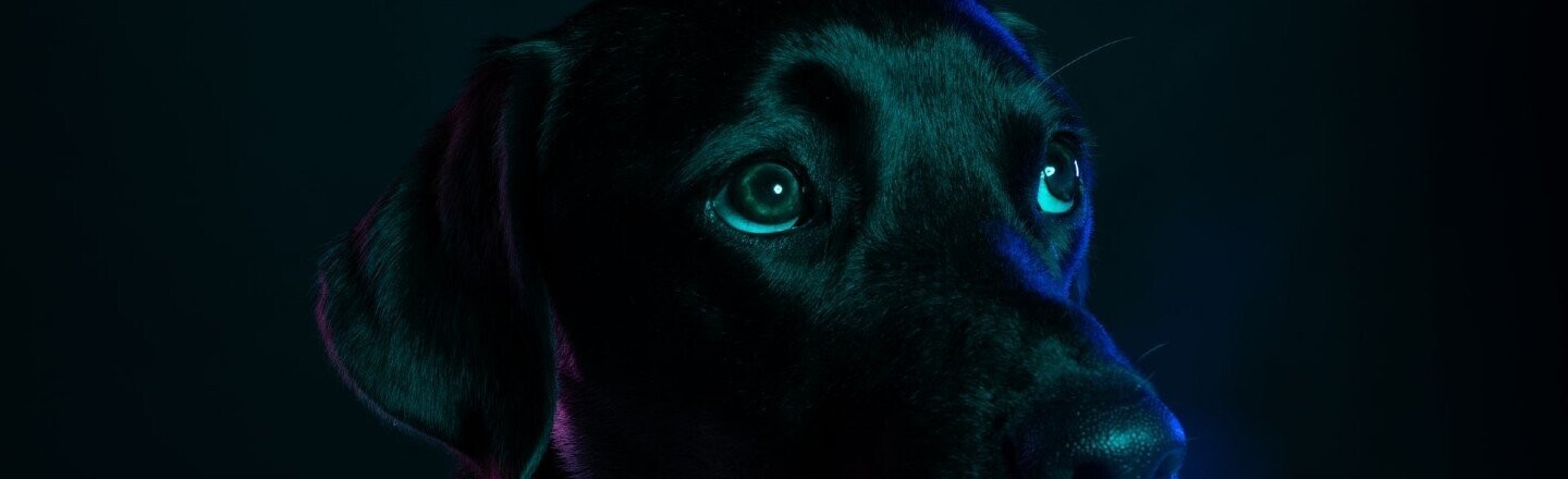 Black labrador