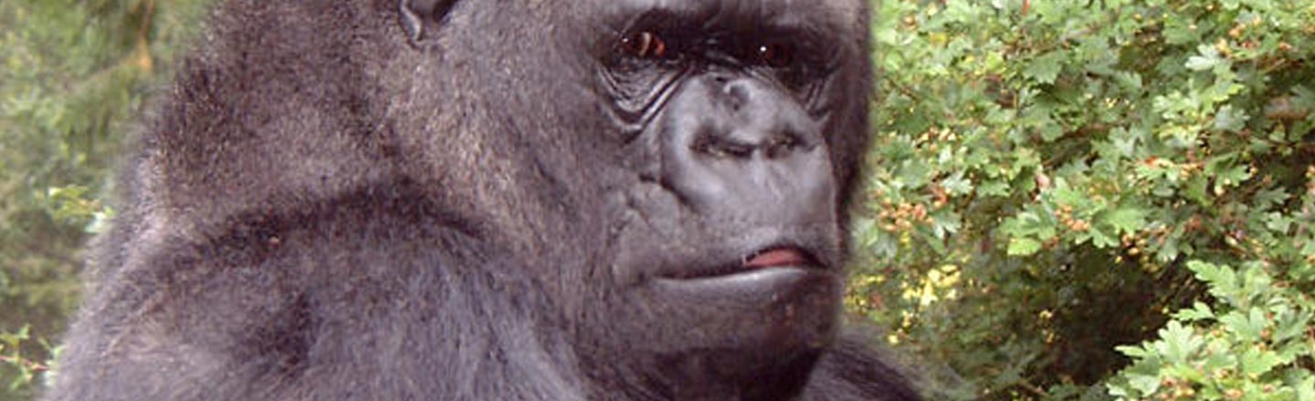 The Bizarre Nipple Obsession Of Koko The Gorilla