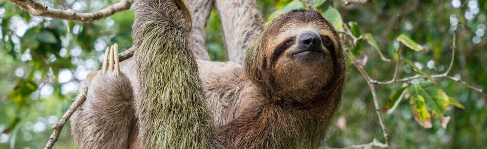 6 Innocent Animals Who Are Secretly Nightmare Machines