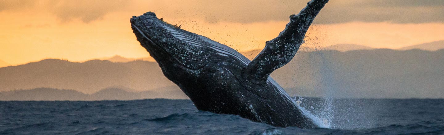 The Disgusting Truth Behind The Myth of Sea Serpents
