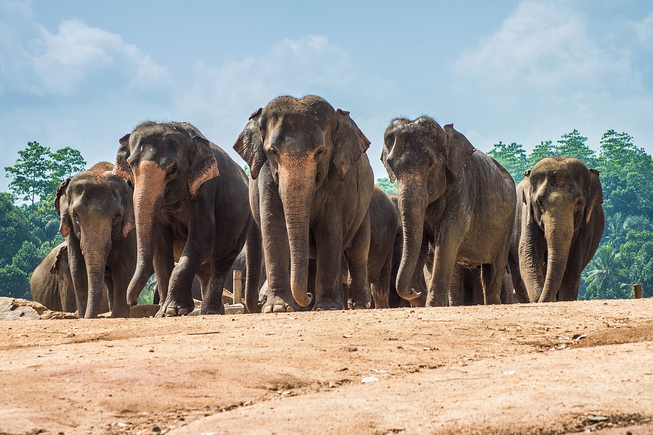 Animls Returning 'Animals Are Returning' Stories Are BS | Cracked.com
