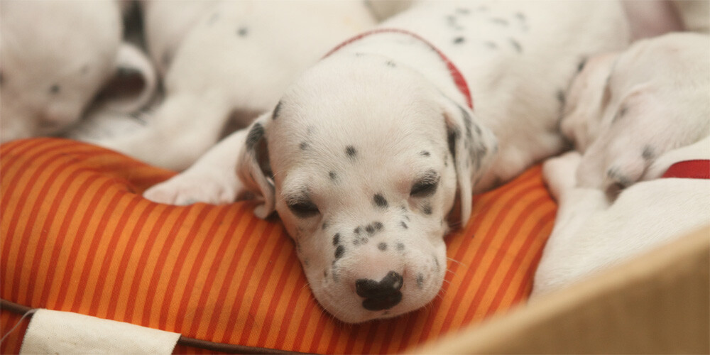 Litter of ten puppies, eight males and two females.