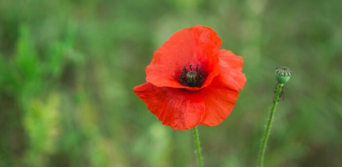 Poppy