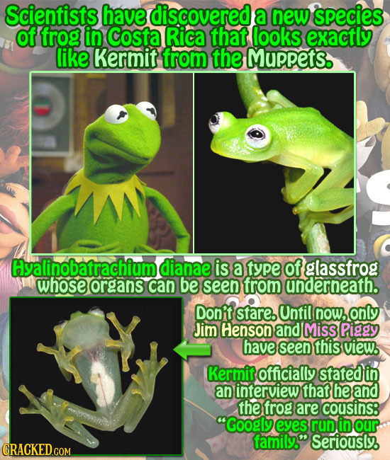 Scientists have discovered a new species ot frog in Costa Rica that looks exactly like Kermit from the Muppets. Hyalinobatrachium dianae is a fype of 
