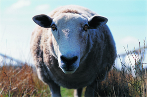 6 Completely Insane Disguises That Actually Worked