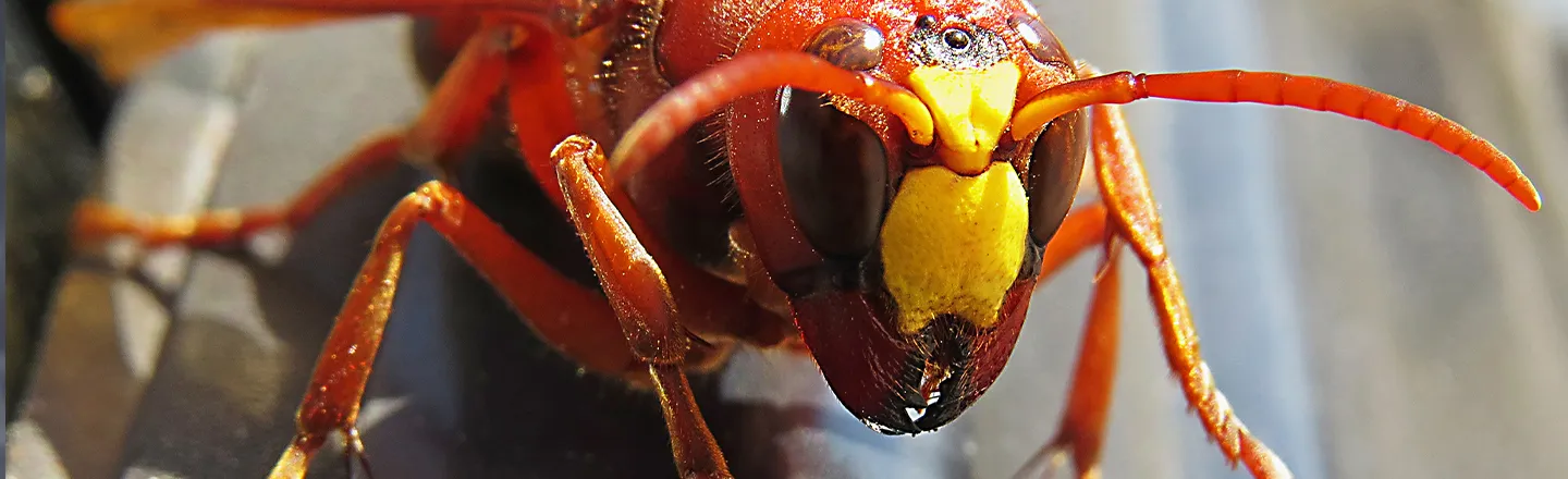 Murder Hornets Are Back, And More Murder Hornet-y Than Ever