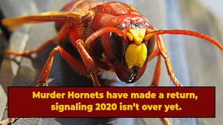 Murder Hornets Are Back, And More Murder Hornet-y Than Ever