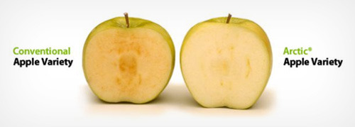 Conventional Arctic Apple Variety Apple Variety 