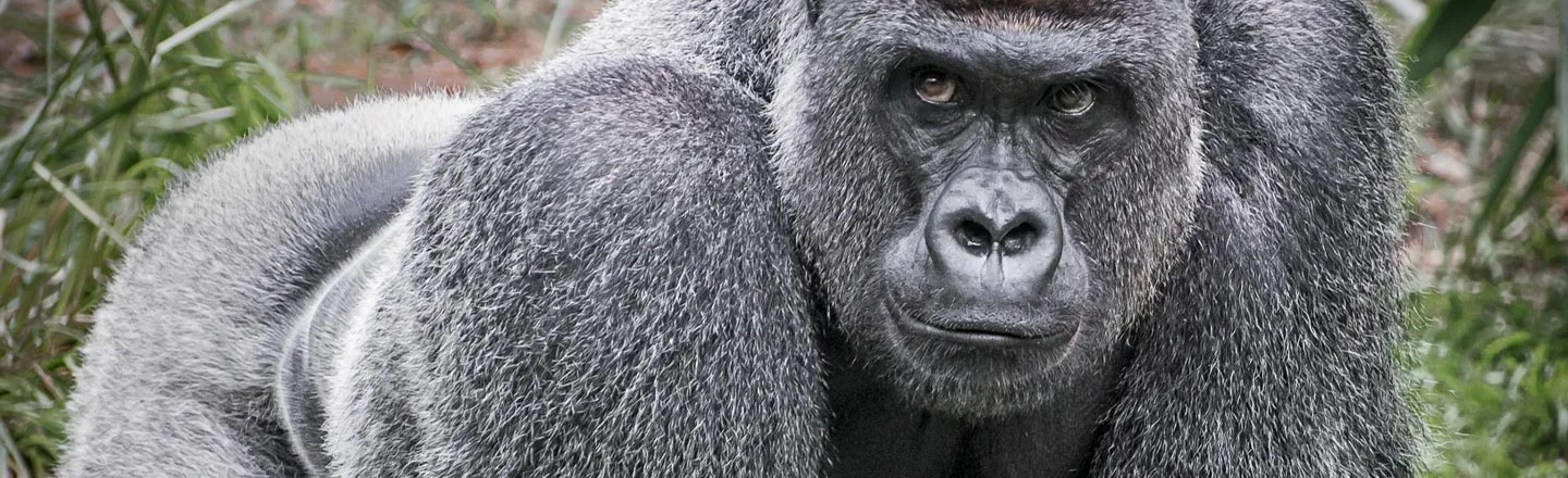 Are Gorillas Using Tinder Now? Spoilers: No, They're Not