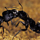 6 Reasons We Should Be Way More Scared Of Ants
