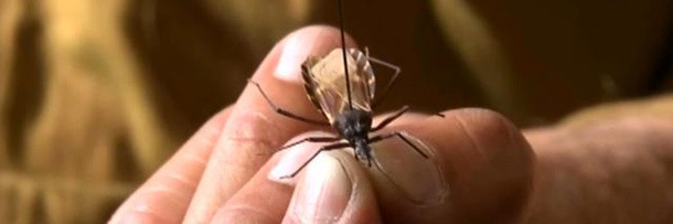 5 Horrifying Insects That Can Sneak-Attack Your Body | Cracked.com Pinworm Eggs In Poop