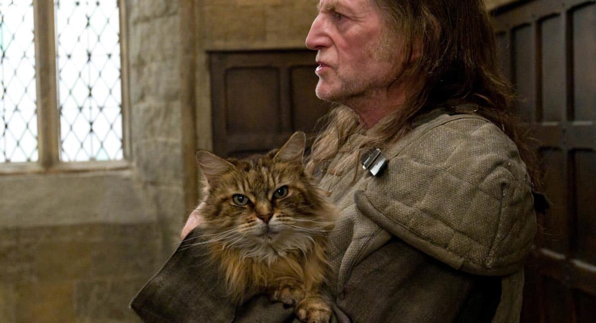The Untold Story Behind The Hogwarts Cat Cracked Com