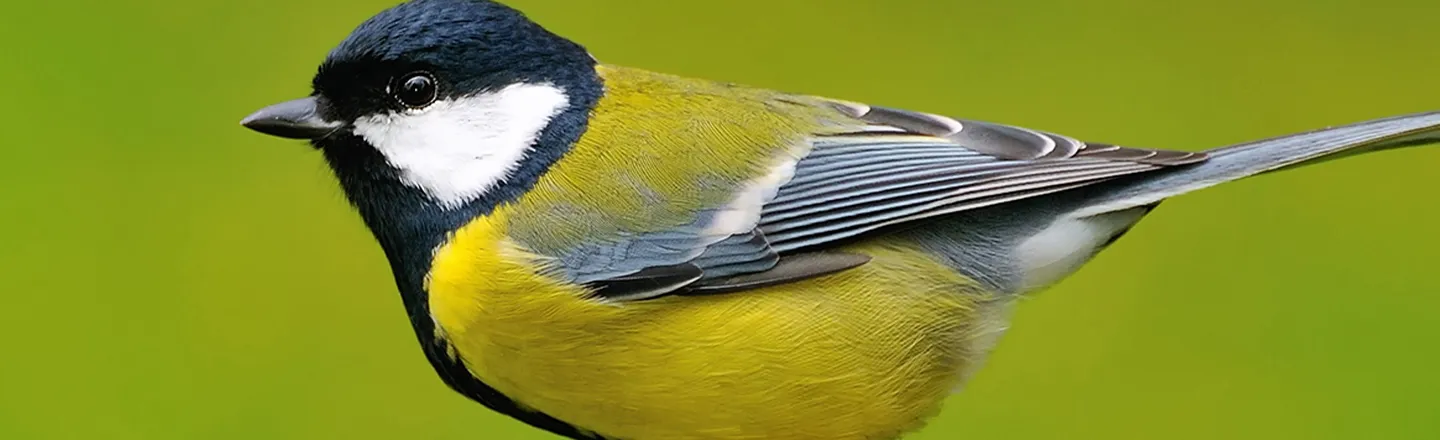 Great Tits Could be Global Warming's Next Victim (The Bird, That Is)