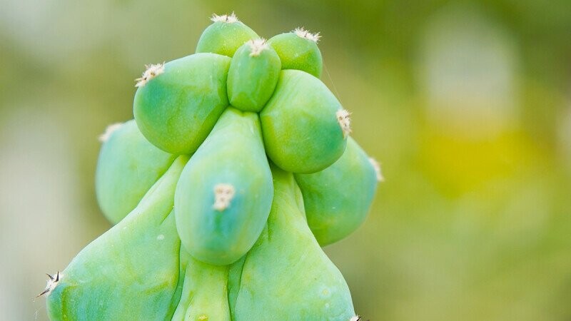 The Most Perverted Species of Plants