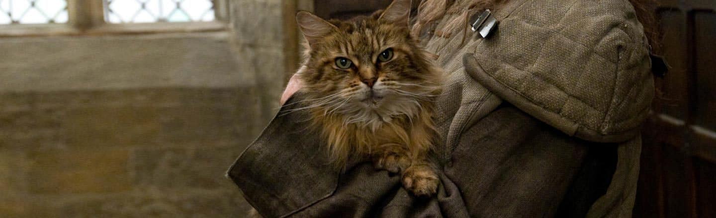 The Untold Story Behind The Hogwarts Cat Cracked Com