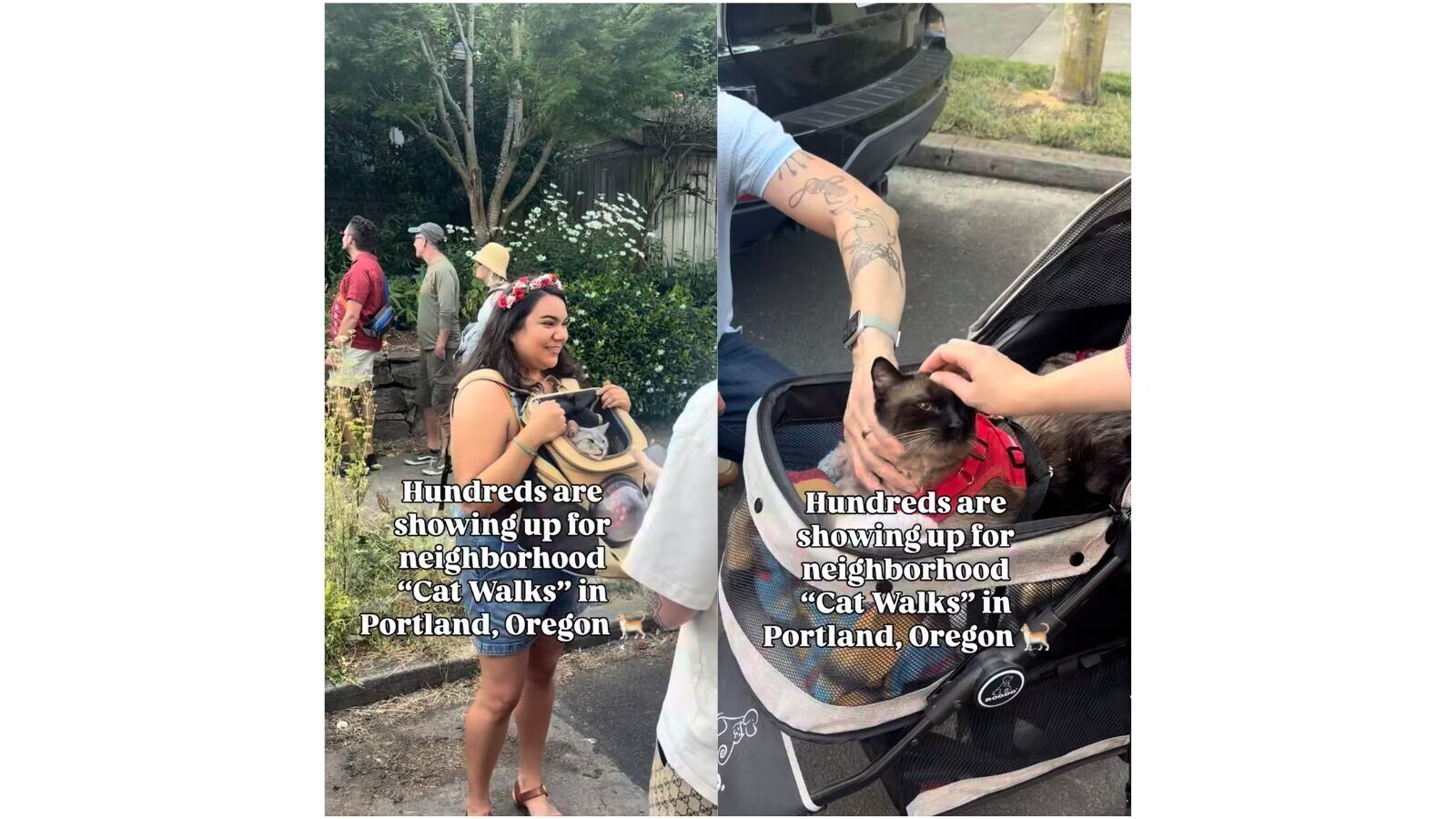 ‘Finding "coMEOWnity" on the streets’: A community in Portland creates a tour of neighbors’ cats, bringing everyone together