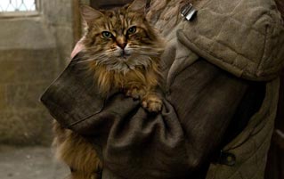 The Untold Story Behind The Hogwarts Cat