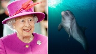 Queen Elizabeth Owns Every Dolphin In The U.K.