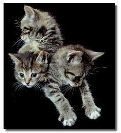 The 7 Most Badass Man vs. Beast Showdowns