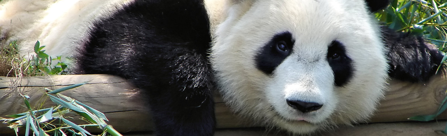 Pandas Will Do It, News Will Report On It