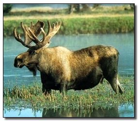 The 7 Most Badass Man vs. Beast Showdowns