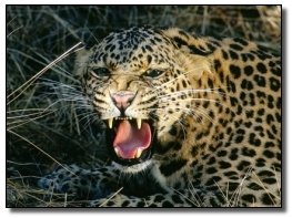 The 7 Most Badass Man vs. Beast Showdowns