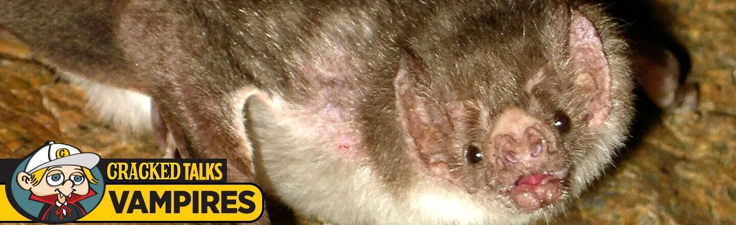 Vampire Bats Are Even More Disgusting Than We Realized