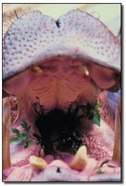 The 7 Most Badass Man vs. Beast Showdowns