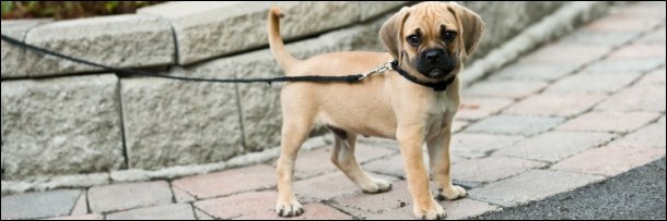 The 5 Most Insane Improvised Weapons (That Were Animals)