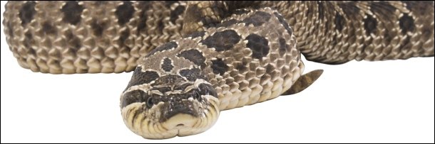 The 5 Most Insane Improvised Weapons (That Were Animals)