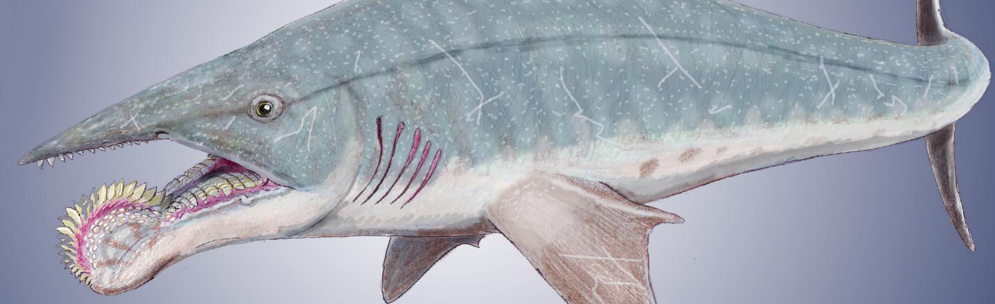 Meet The World’s Dumbest-Looking Shark