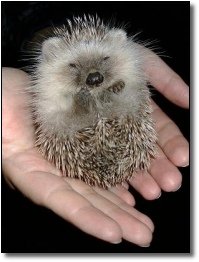 The 5 Most Insane Improvised Weapons (That Were Animals)