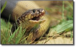 The 5 Most Insane Improvised Weapons (That Were Animals)