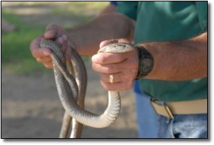 The 5 Most Insane Improvised Weapons (That Were Animals)