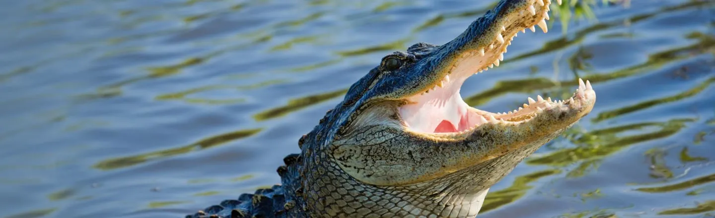 Calming Down An Angry Alligator Is Way Easier Than You Think