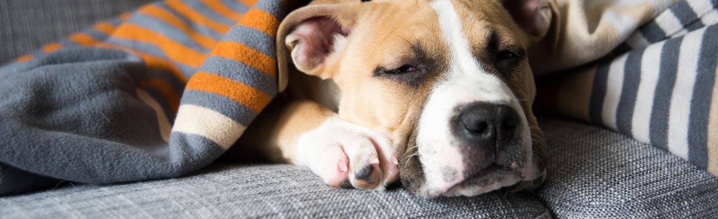 An Old Dog (Maybe) Has "Weak Positive" Coronavirus