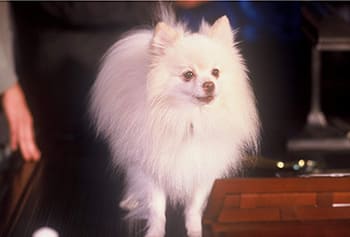 A Pomeranian 